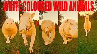 White Coloured Wild Animals Speed Races in Planet Zoo included Capybara, Warthog, Bear ETC..