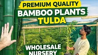 Bambusa Tulda Bamboo Plants | Wholesale Nursery | All India Delivery @AssamNurserylive #bamboo 
