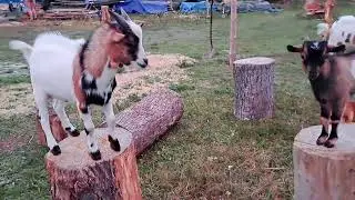 Kozy miniaturki Goats miniature