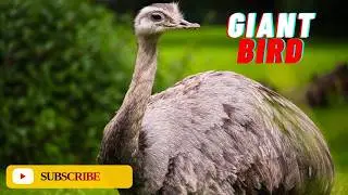Ostrich: Description, Behavior, Habitat, Food, & Facts