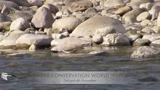 WADER CONSERVATION WORLD WATCH #WCWW5 (Ibisbill)