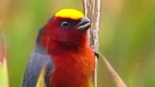 Plushcap,  Catamblyrhynchus diadema, Chingaza, Bogota Birding