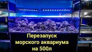 Перезапуск морского аквариума на 500 л от Aquayozh