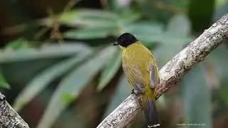 Black Capped Bulbul