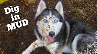 Bad Dog Dirty Digging Dogs Girls in the Mud