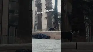 Prank with minibullterrier | Dog Prank 2023  #dogprankvideo #minibullterrier #dogpranks #dogprank