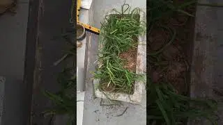 Garden destroyed by .....#gardening problem # monkeys #how #gardening #winterflowers # home