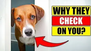 If Your Dog Follows You To Bathroom....This Means That