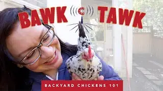 Scaly Leg Mites are the WORST! Bawk Tawk Podcast