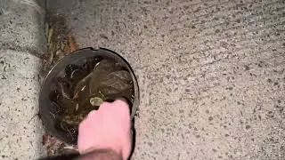 Dodge centercap find