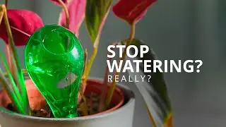 How to Water Plants While on Vacation 💦 | Self Watering