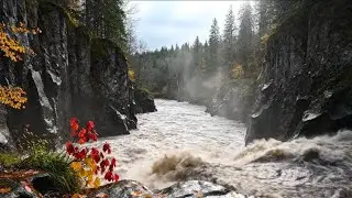 Nature River Sounds for Focus, Meditation & Sleep | Relaxing Flowing Water Soundscape