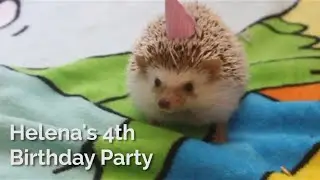 Helena the Hedgehog's Birthday Party