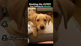 Ranking the Cutest Dogs Looking for Attention 🐶💕 #dog #shorts