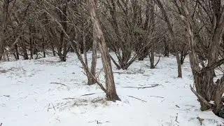 ASMR Rare Texas Ice Storm Hike in the Woods. #asmr #asmrvideo 