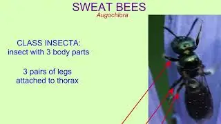 INVASIVE SPECIES THREATEN INSECT POPULATIONS