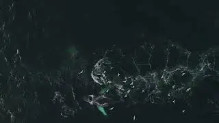 Humpback Whales Bubble Feeding Donegal Bay