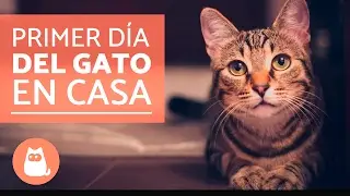 Primer día del gato en casa | Educador de Gats