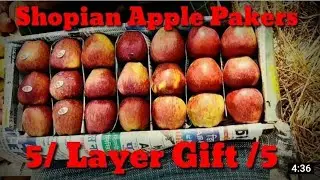 How To Pack Delicious Apple 5 Layer  Box Kashmiri Apple Packing how to pack kashmir apple 5 layer