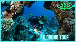 Ocean Wonders: 360 degree 4K virtual diving adventure