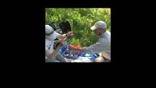 Golden-winged Warbler Geolocator Tagging