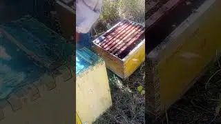 Enpeso la temporada traspaso de nucleos a cámara reinas rh 