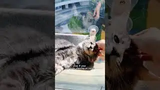 Pamper Your Cat with the Best Window Hammock! #cat #pet #hammock #cathammock
