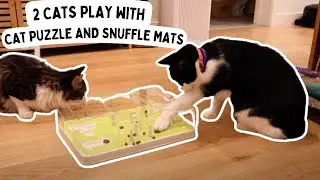 Funny cat video: 2 Kitties play with the puzzle and flower snuffle mats + ADORABLE petting