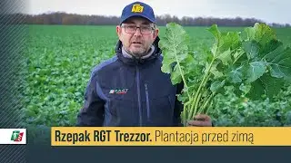 Rzepak RGT Trezzor lustracja przed pierwszym śniegiem 🌱 Rzepak ozimy hodowli RAGT #rzepak #rolnictwo