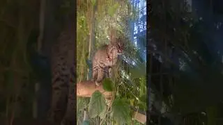 Salem our #bobcat  showing Olympic gold medal jump form 🥇