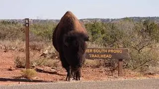The Texas State Bison Herd at Caprock Canyons State Park