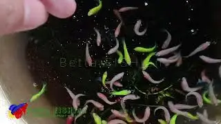 Betta Fish Feeding Time