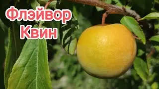 Плуот Флэйвор Квин/Flavor Queen Pluot