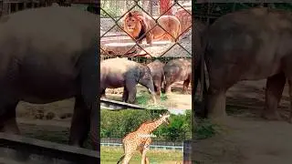 Bannerghatta National Park | Zoo | Bangalore | Chinnavibes