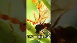 Amazing facts 
