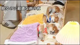 眠るのに役立つかわいい犬の動画（寝る前に見るのに適した、眠るのに役立つかわいい犬の動画集）睡眠補助ライブストリーム