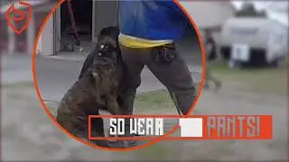 Dog Handler gets bit, why you wear the gear!