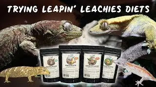 Пробуем диеты LEAPIN' LEACHIES! Для горгулий, хохлатых, гигантских и моховых гекконов!