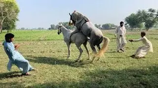Step.by.Step For Horse 🐎 Breeding Care from Matinh To foaling #viralvideo #foryou 