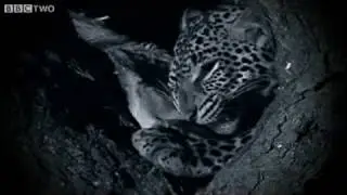 Night Hunting - Natural World 2009-2010: Secret Leopards - Preview - BBC