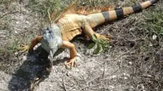 Iguana Enojada