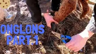 Taille des onglons Part 1