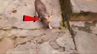 The cat came after a long time and had fun.
