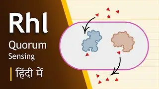 Rhl Quorum Sensing System in Pseudomonas aeruginosa in Hindi| Biology Goal हिन्दी