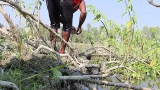 Expert man searching for eel fish during dry season by hook