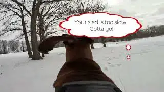A Working Dogs Play Day (WORK HARD, PLAY HARD) 