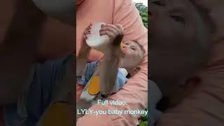 Baby monkey Lyly drinks mother's milk in the park