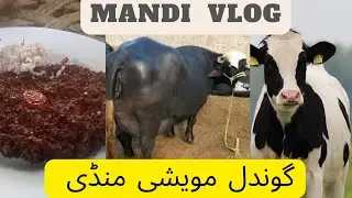 Gondal Maweshi Mandi | GT Road Peshawar Gondal | qasmi vlog