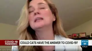 Could cats have the answer for COVID-19?