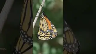 Tracking the Epic Monarch Migration!